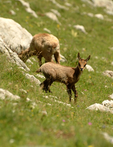 Camoscio d''Abruzzo Rupicapra pyrenaica ornata